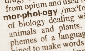 Plant Morphology